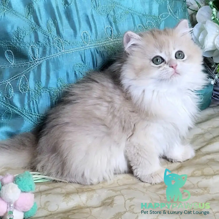 Zosya British Longhair female blue golden chinchilla - live animals
