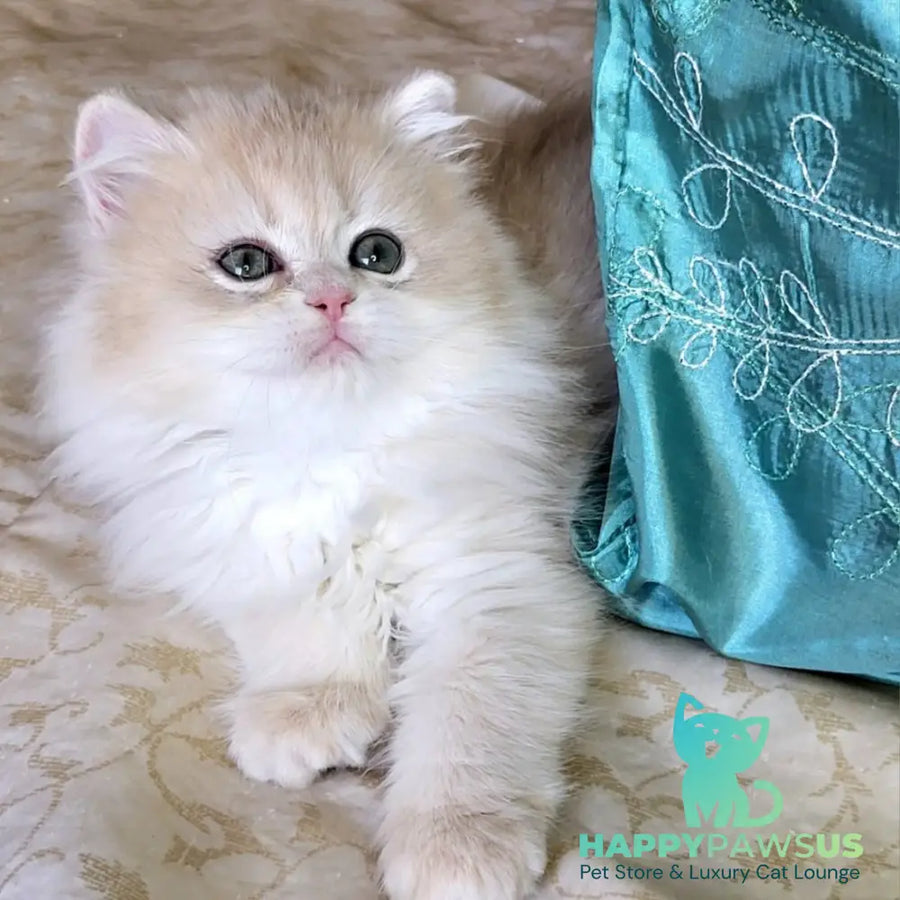 Zosya British Longhair female blue golden chinchilla - live animals