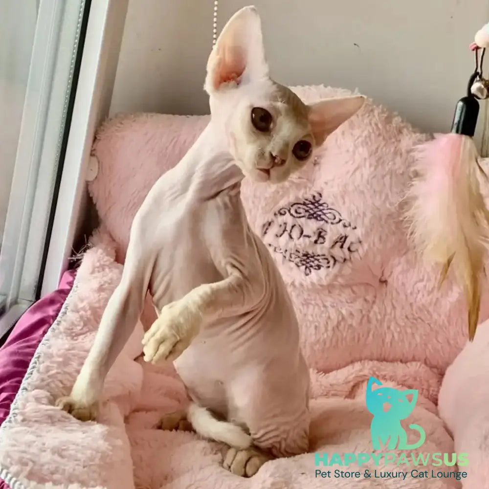 Zosya Devon Rex female white - live animals