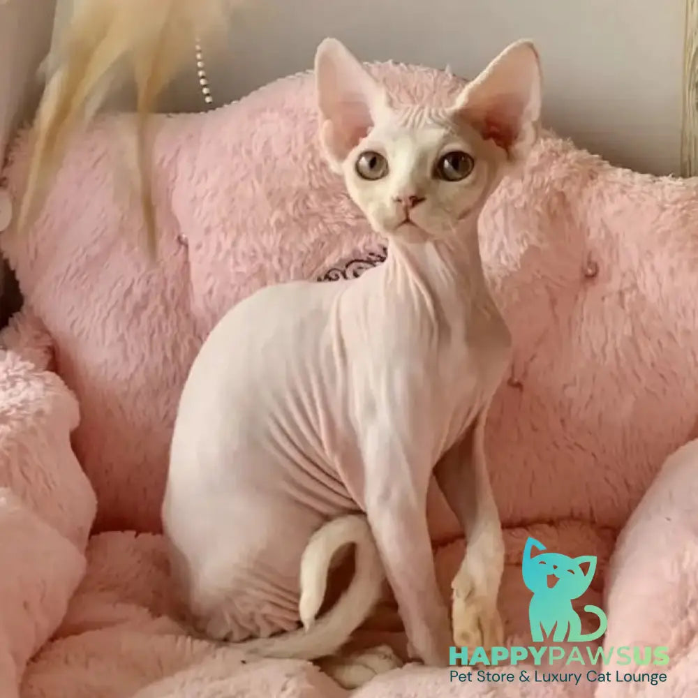 Zosya Devon Rex female white - live animals