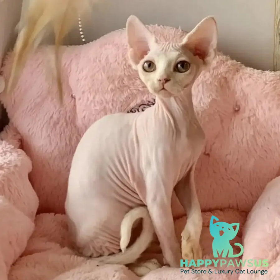 Zosya Devon Rex female white - live animals