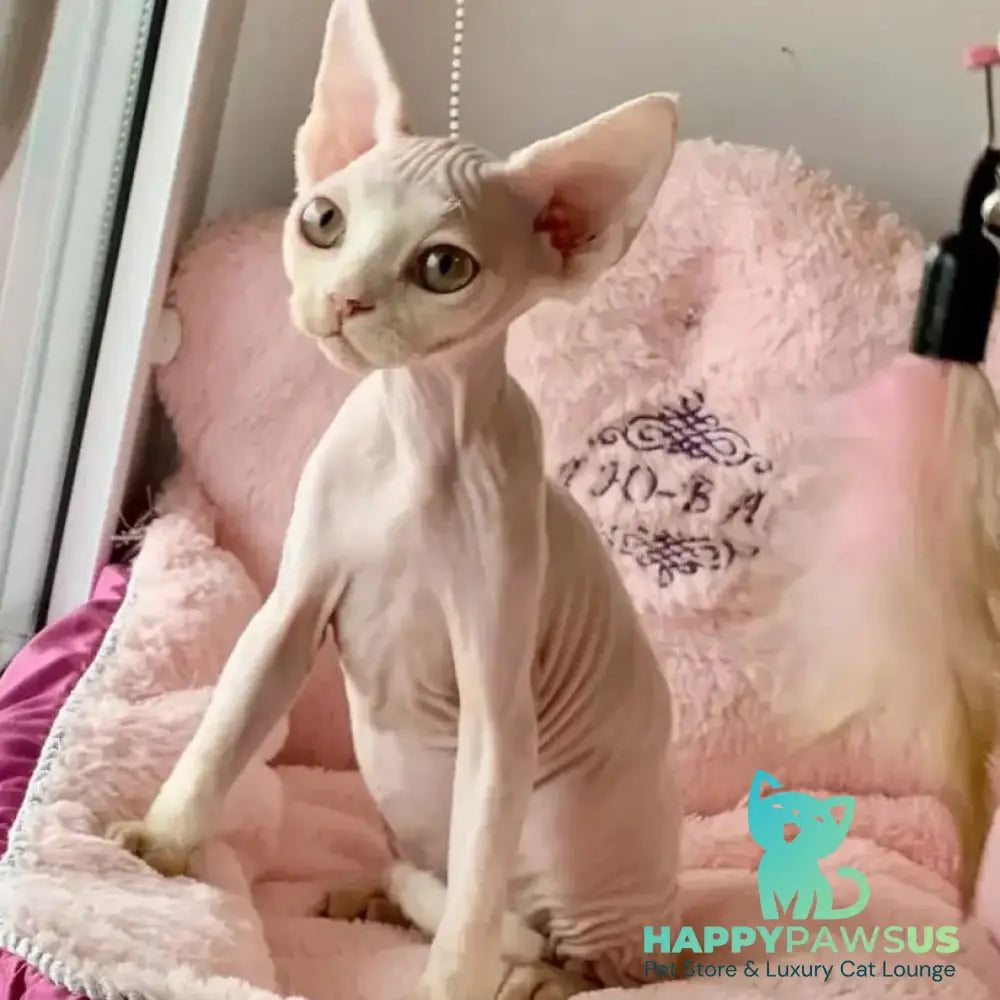 Zosya Devon Rex female white - live animals