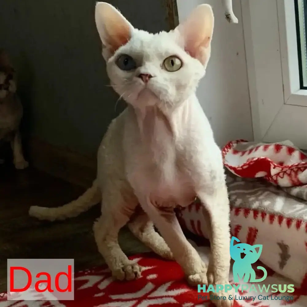 Zosya Devon Rex female white - live animals