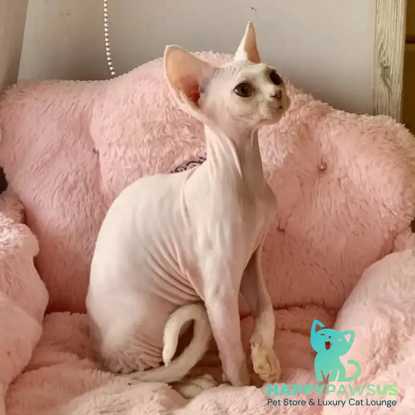 Zosya Devon Rex female white - live animals