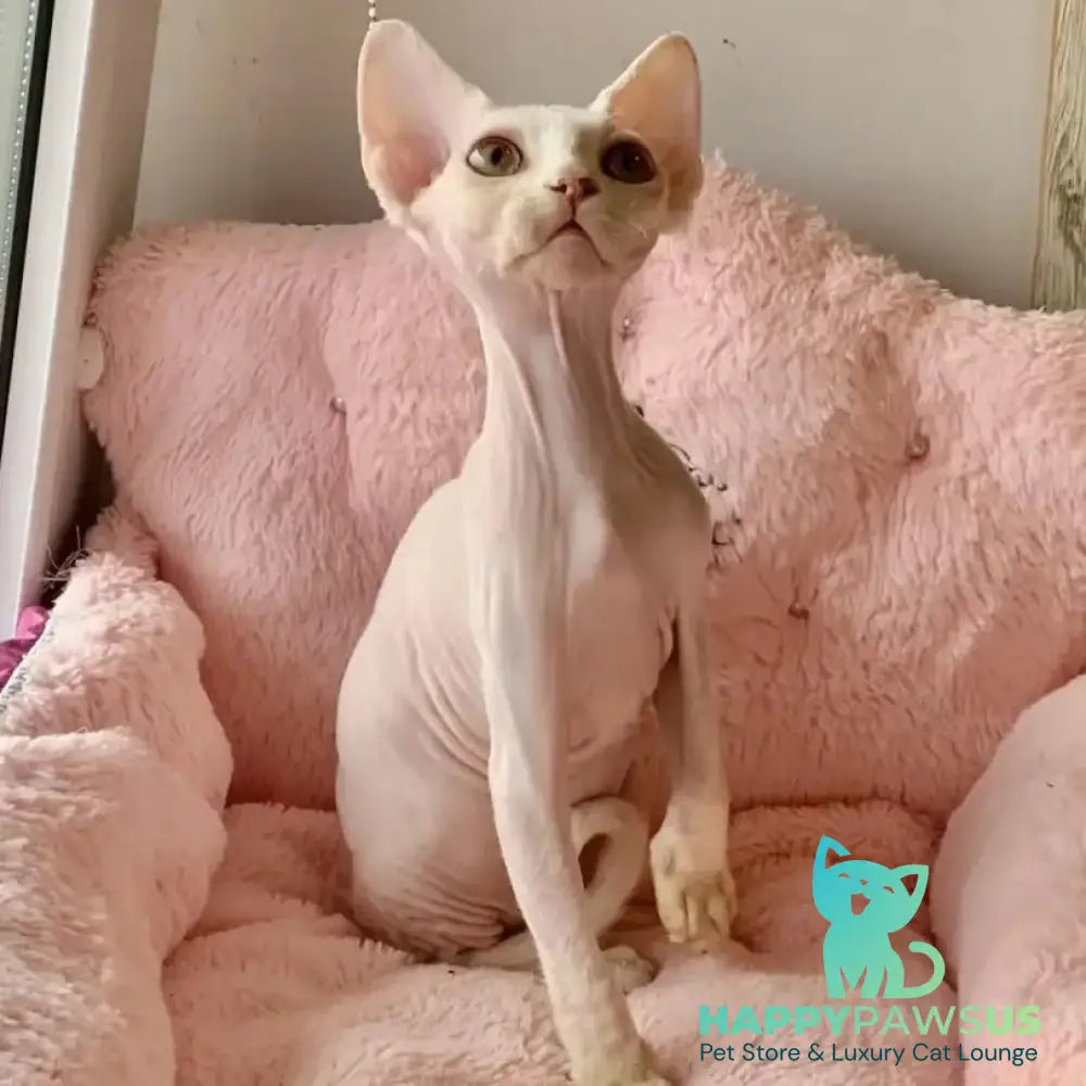 Zosya Devon Rex female white - live animals