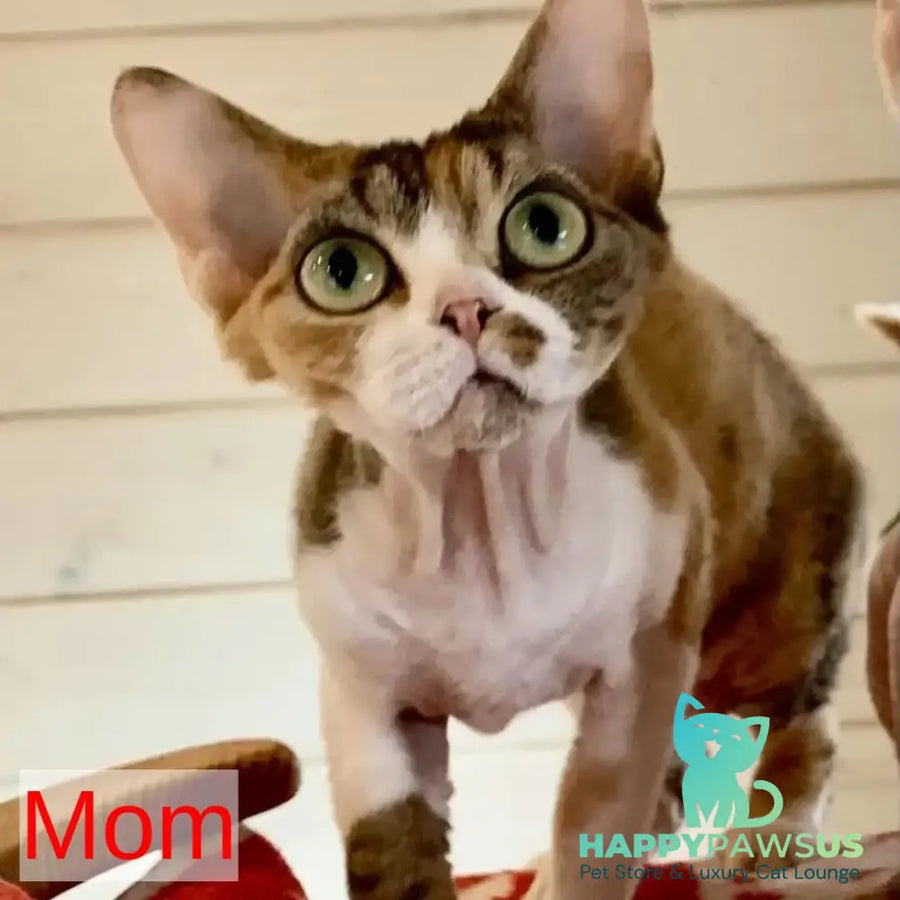 Zosya Devon Rex female white - live animals