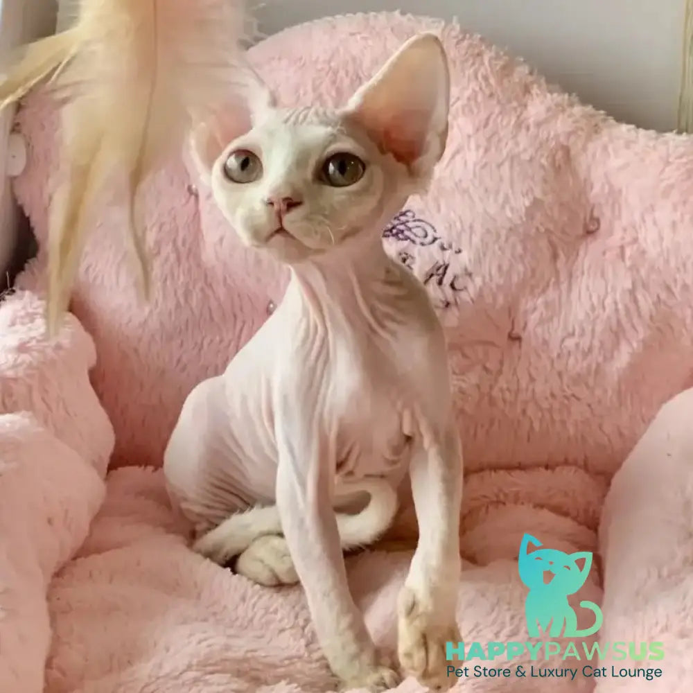 Zosya Devon Rex female white - live animals