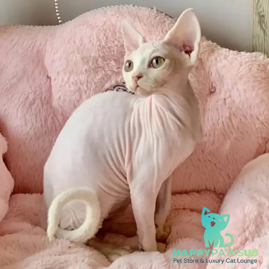 Zosya Devon Rex female white - live animals