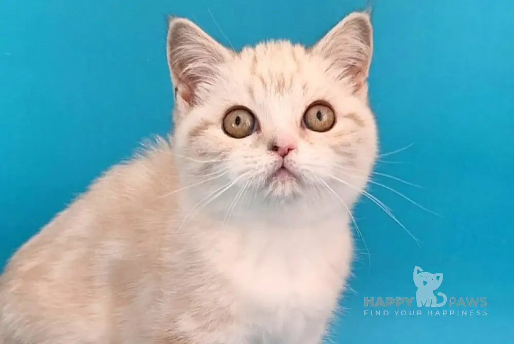 Zosya Scottish Straight female black silver tabby pointed bicolour live animals