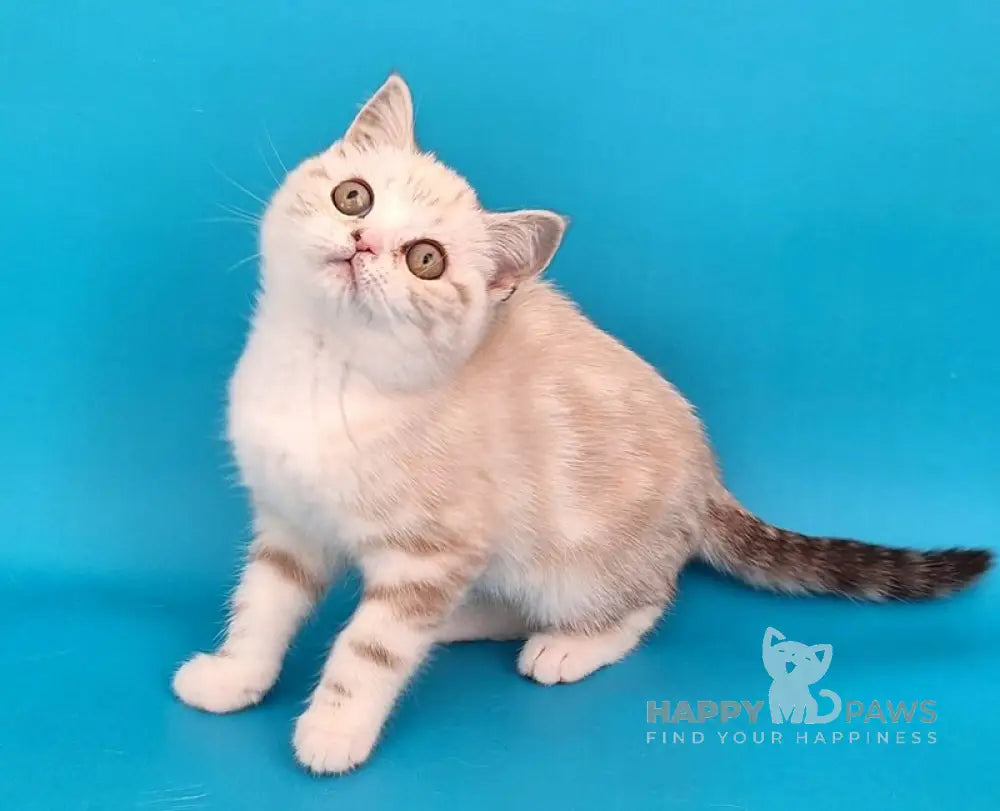 Zosya Scottish Straight female black silver tabby pointed bicolour live animals