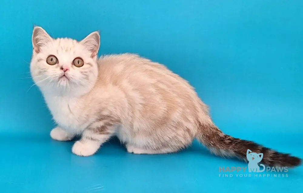 Zosya Scottish Straight female black silver tabby pointed bicolour live animals