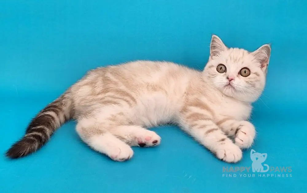 Zosya Scottish Straight female black silver tabby pointed bicolour live animals