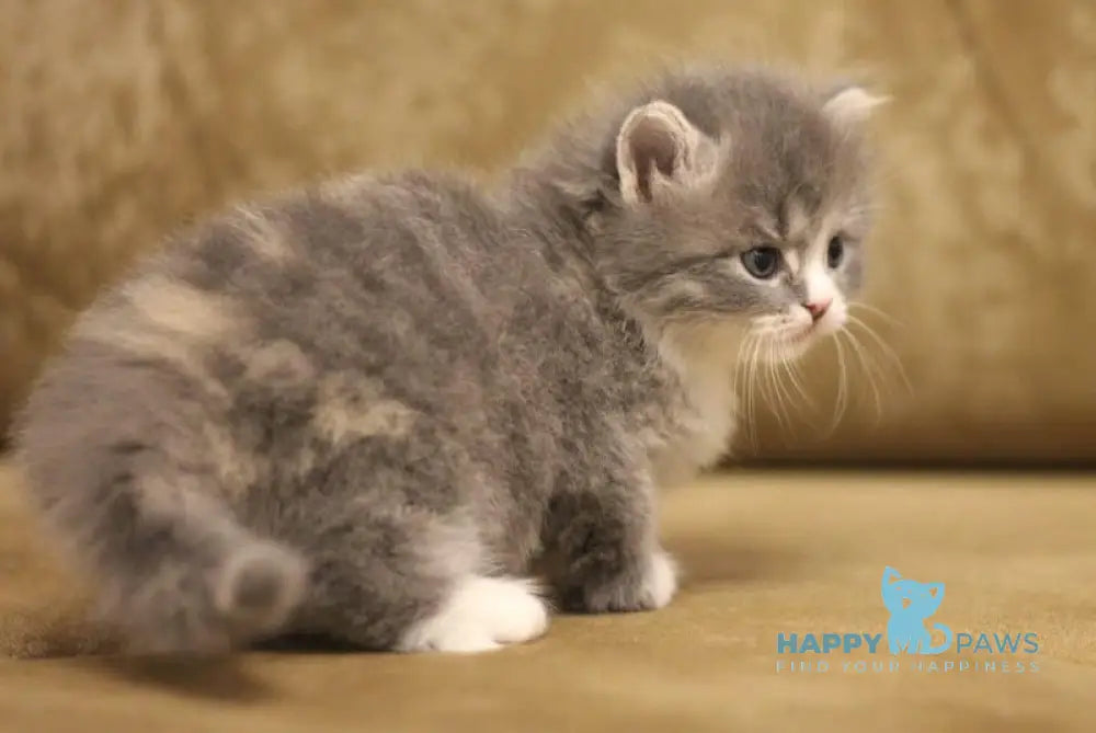 Zowie Siberian female blue tortie tabby bicolour live animals