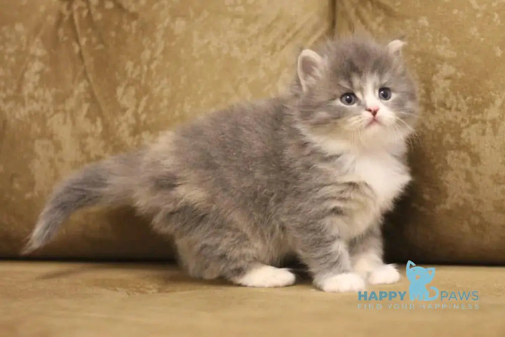 Zowie Siberian female blue tortie tabby bicolour live animals