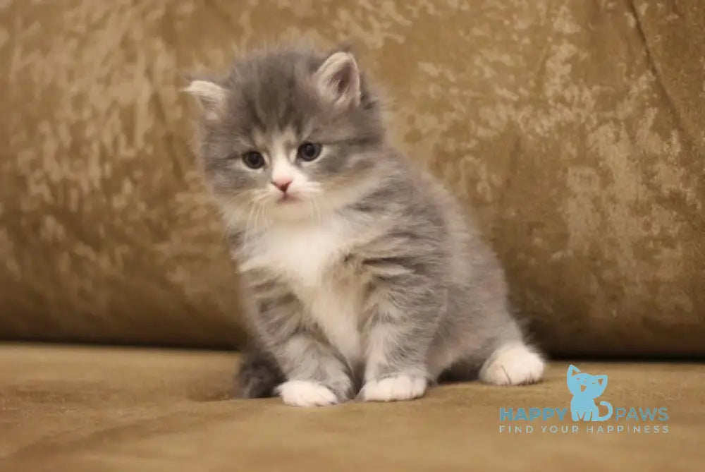 Zowie Siberian female blue tortie tabby bicolour live animals