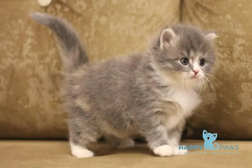 Zowie Siberian female blue tortie tabby bicolour live animals