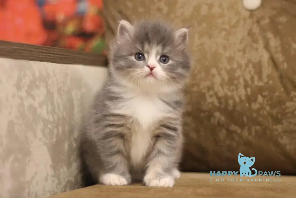 Zowie Siberian female blue tortie tabby bicolour live animals