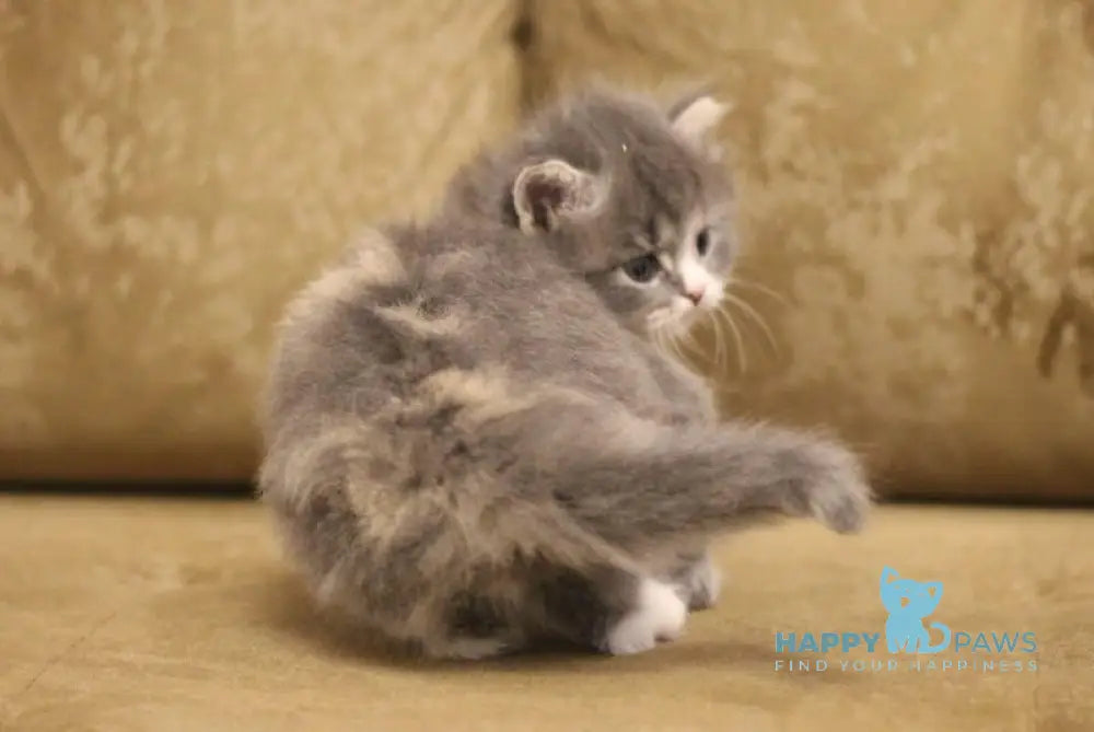 Zowie Siberian female blue tortie tabby bicolour live animals