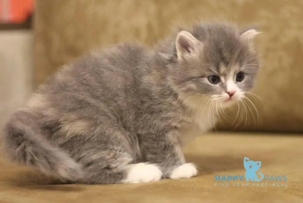 Zowie Siberian female blue tortie tabby bicolour live animals