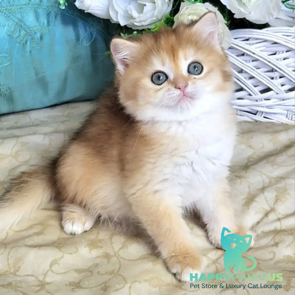 Zoya British Shorthair female black golden shaded - live animals