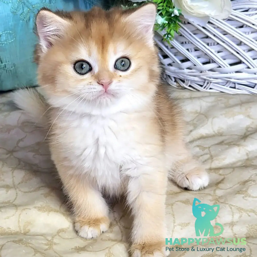 Zoya British Shorthair female black golden shaded - live animals