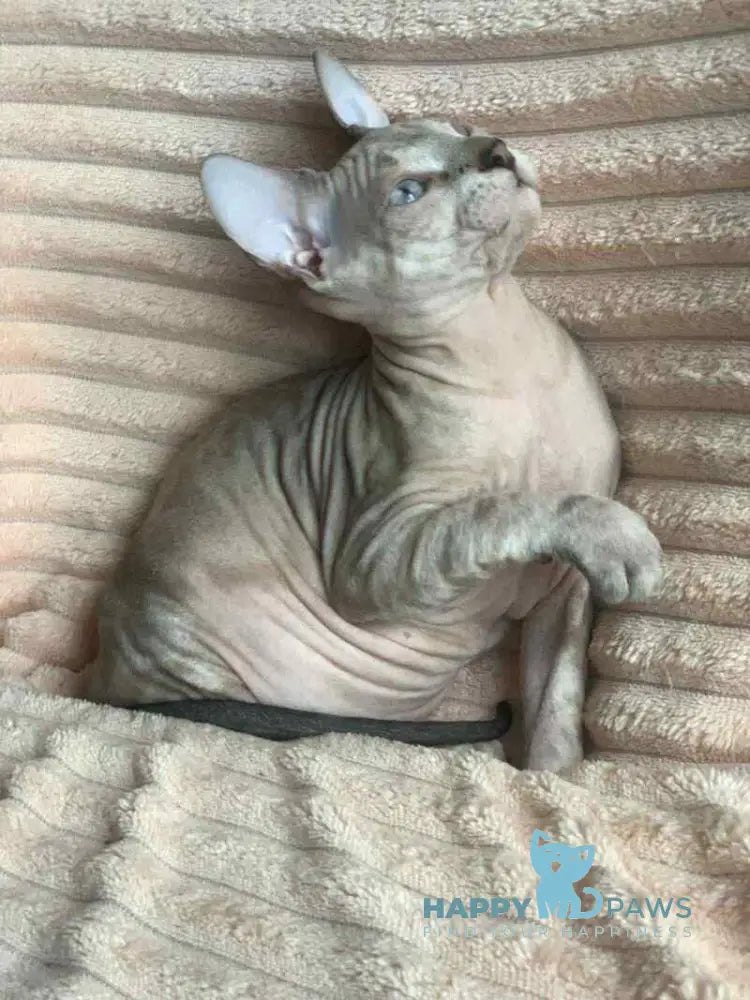 Zoya Don Sphynx female black tabby pointed live animals