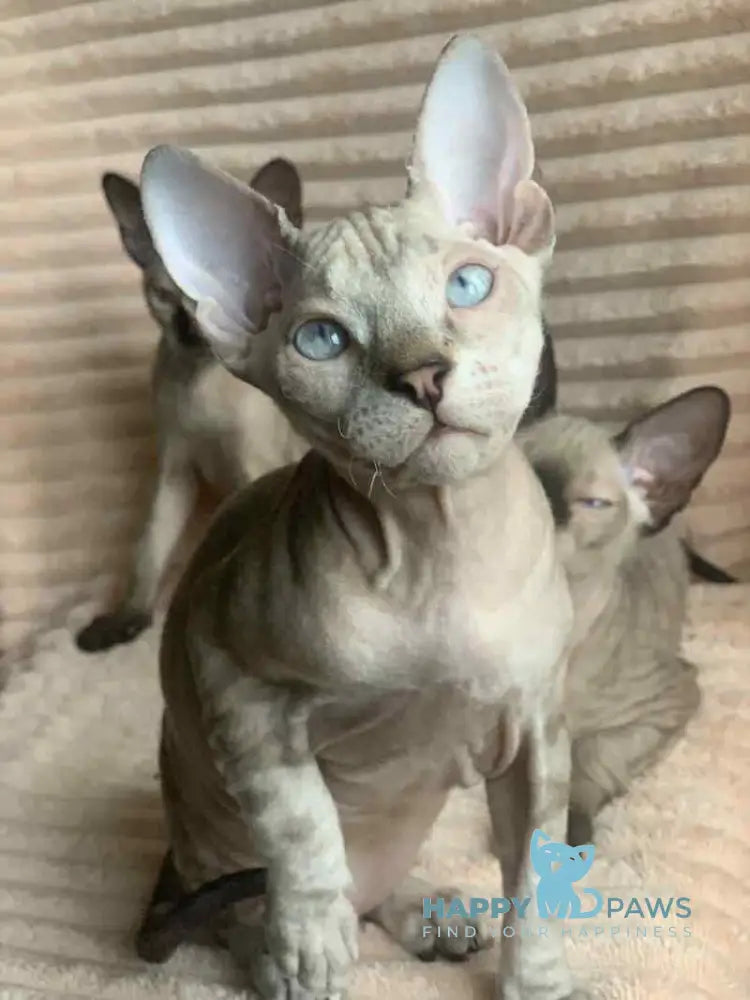 Zoya Don Sphynx female black tabby pointed live animals