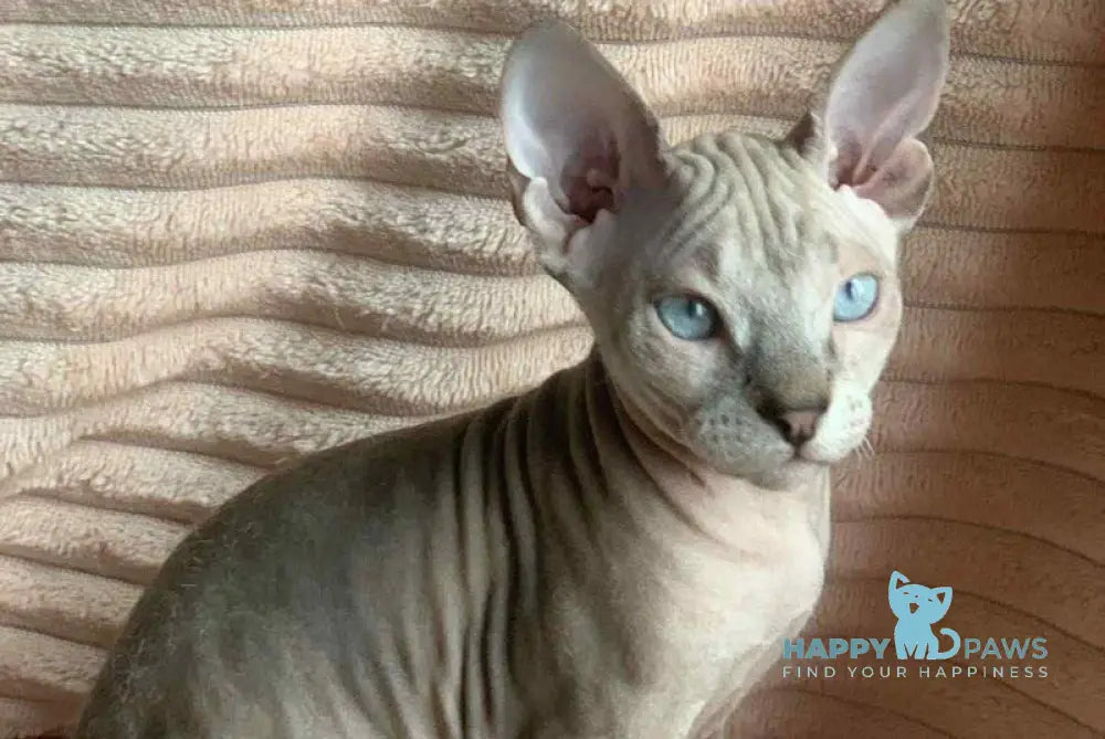 Zoya Don Sphynx female black tabby pointed live animals