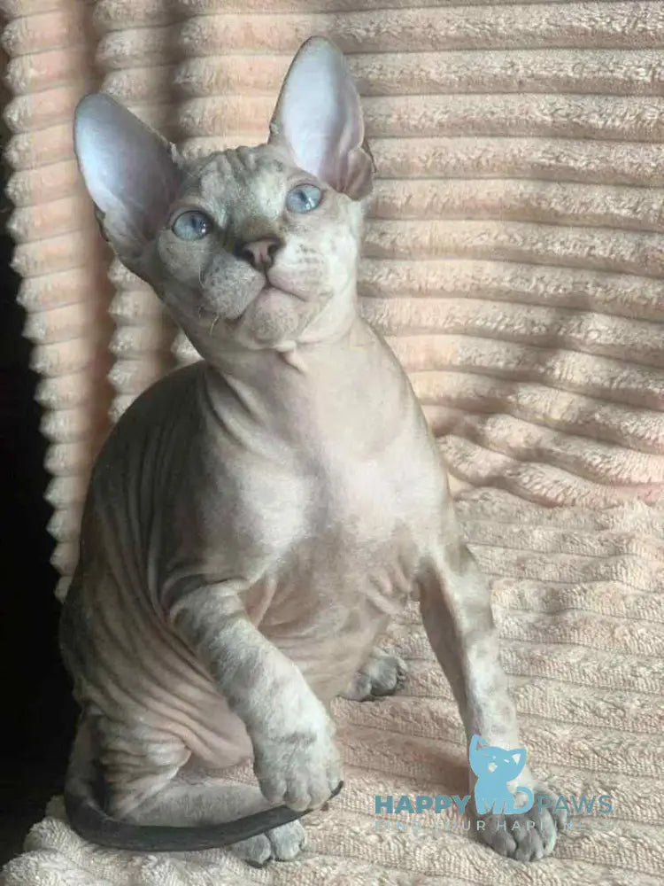Zoya Don Sphynx female black tabby pointed live animals