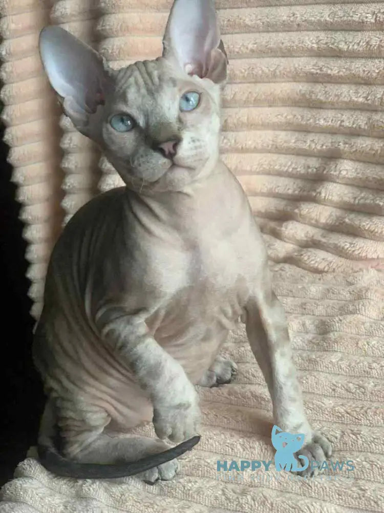 Zoya Don Sphynx female black tabby pointed live animals