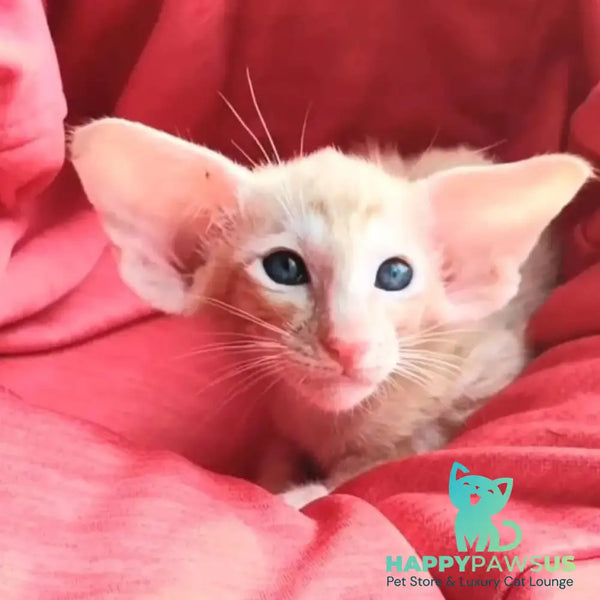 Z’Stepan Oriental Shorthair male red - live animals