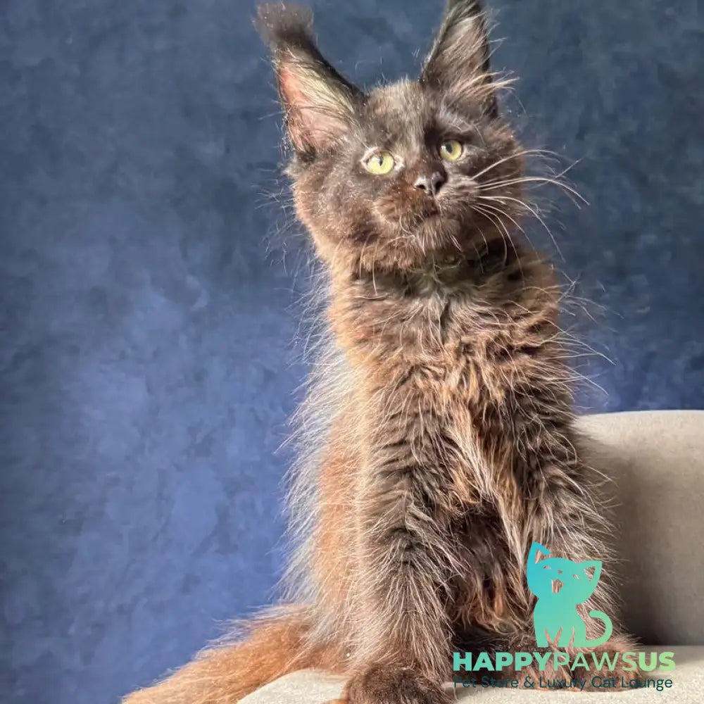 Zuli Maine Coon male black with white - live animals