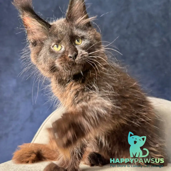 Zuli Maine Coon male black with white - live animals