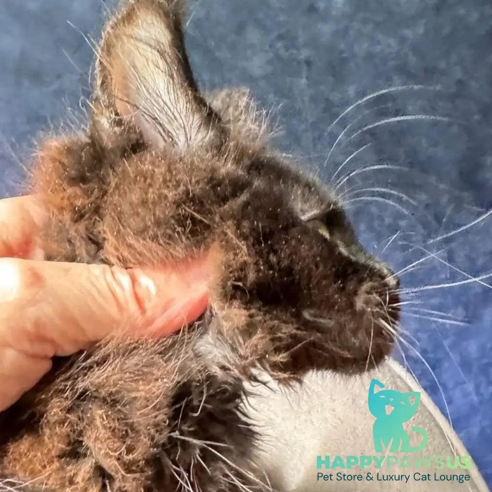 Zuli Maine Coon male black with white - live animals