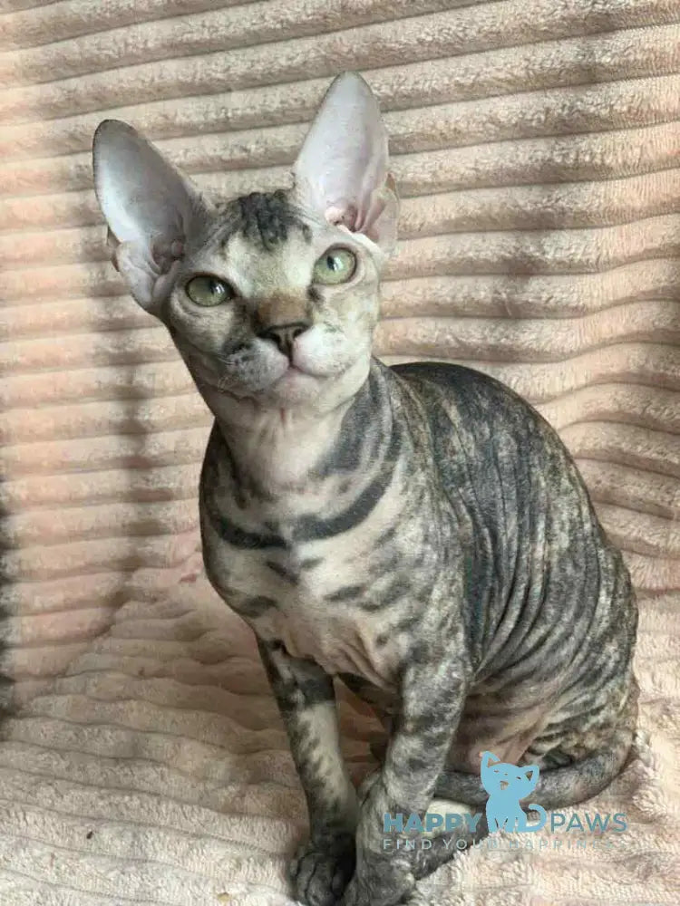Zulya Don Sphynx female black tortie spotted tabby live animals