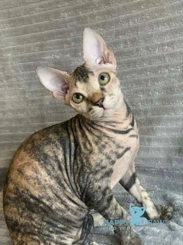 Zulya Don Sphynx female black tortie spotted tabby live animals