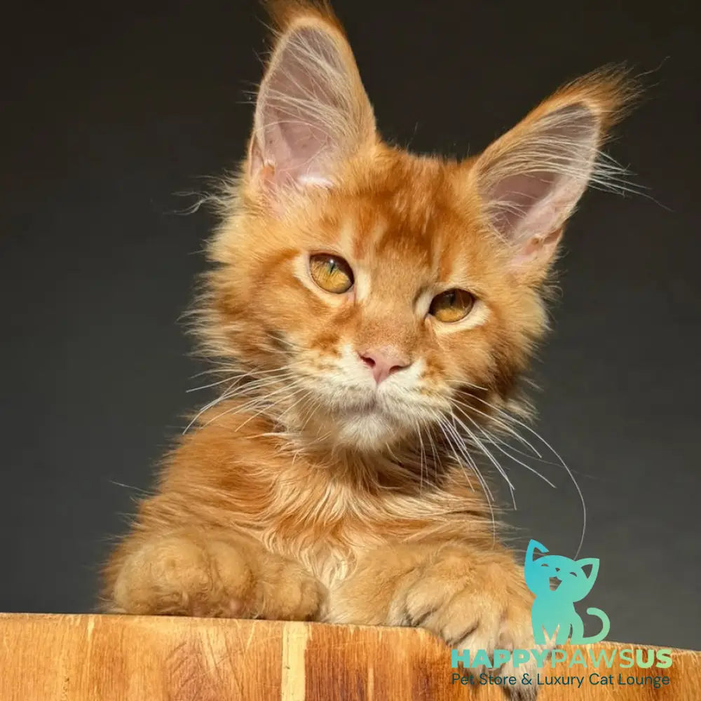 Zum-zum Maine Coon polydactyl 6x6x6x6 male red ticked tabby - live animals