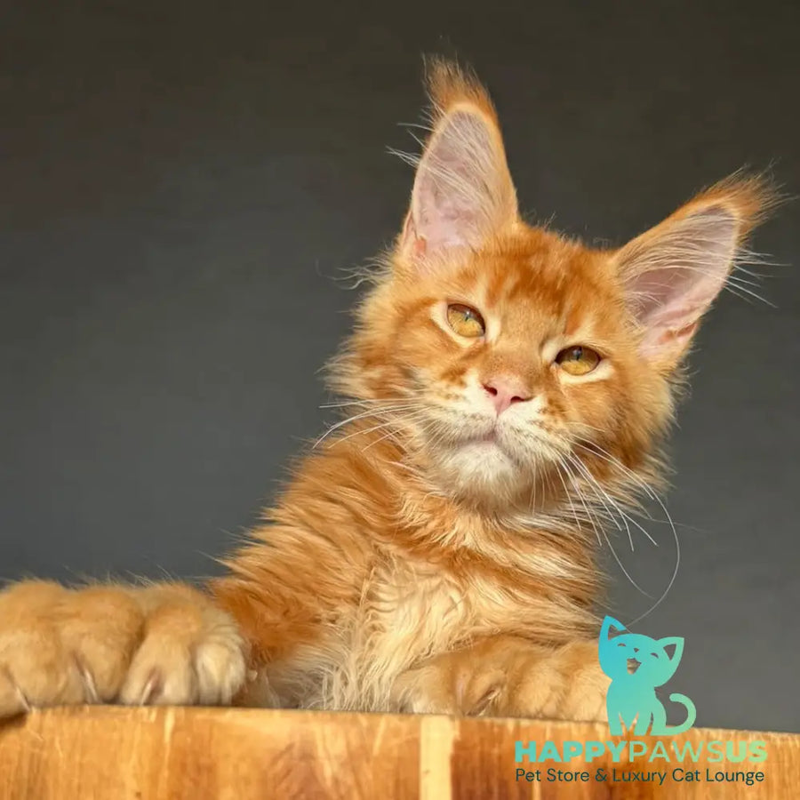 Zum-zum Maine Coon polydactyl 6x6x6x6 male red ticked tabby - live animals