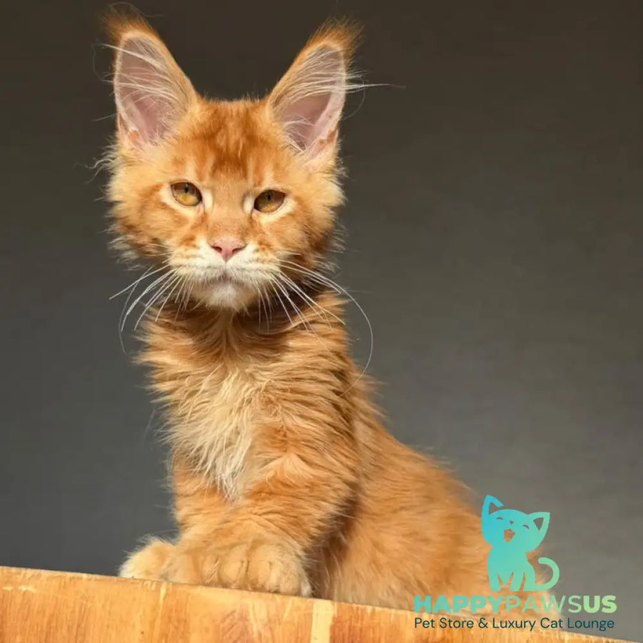 Zum-zum Maine Coon polydactyl 6x6x6x6 male red ticked tabby - live animals