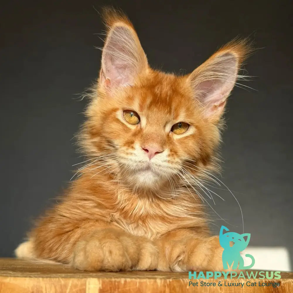 Zum-zum Maine Coon polydactyl 6x6x6x6 male red ticked tabby - live animals