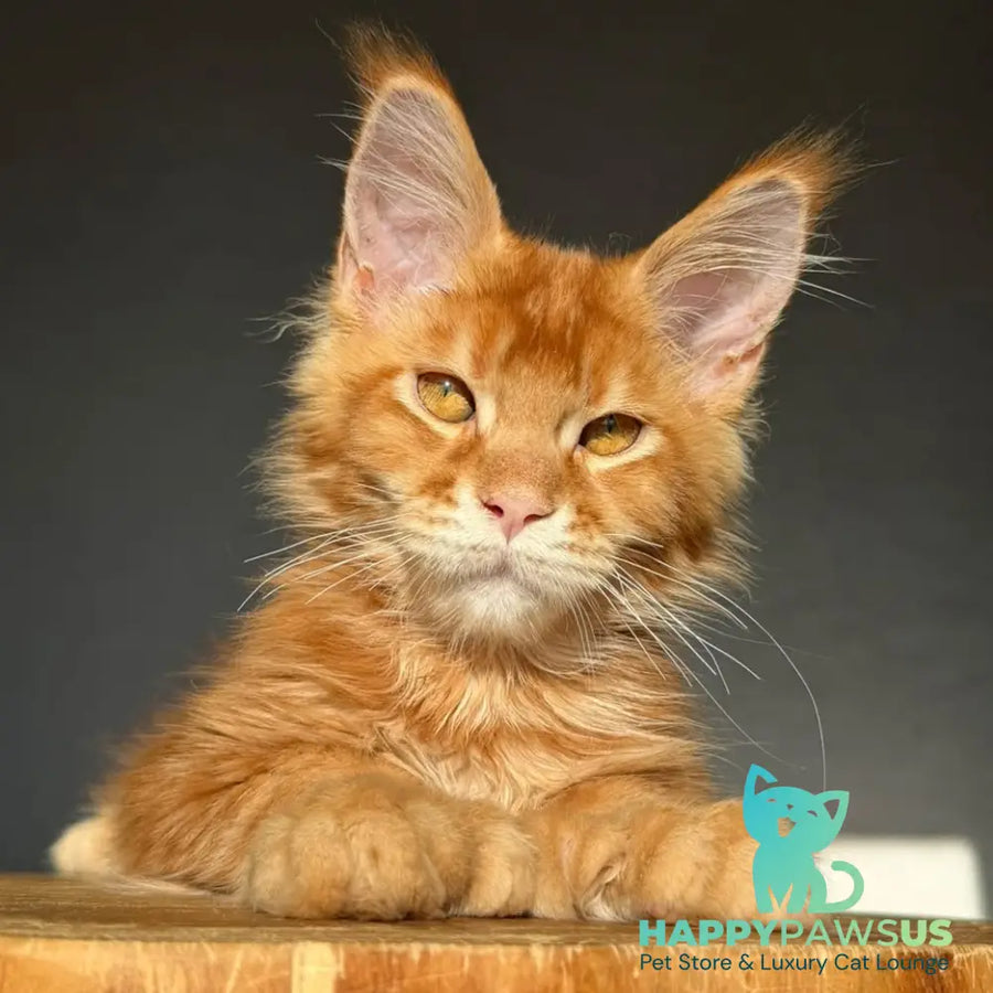 Zum-zum Maine Coon polydactyl 6x6x6x6 male red ticked tabby - live animals