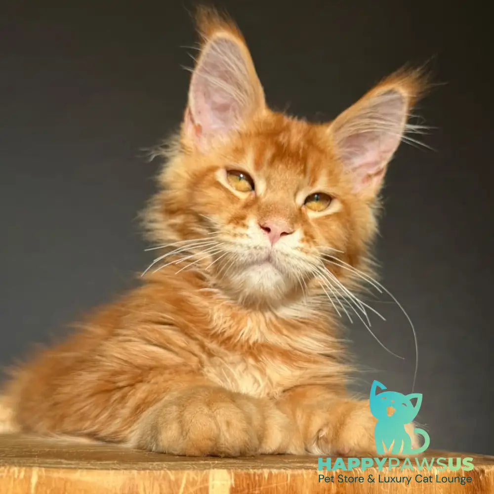 Zum-zum Maine Coon polydactyl 6x6x6x6 male red ticked tabby - live animals