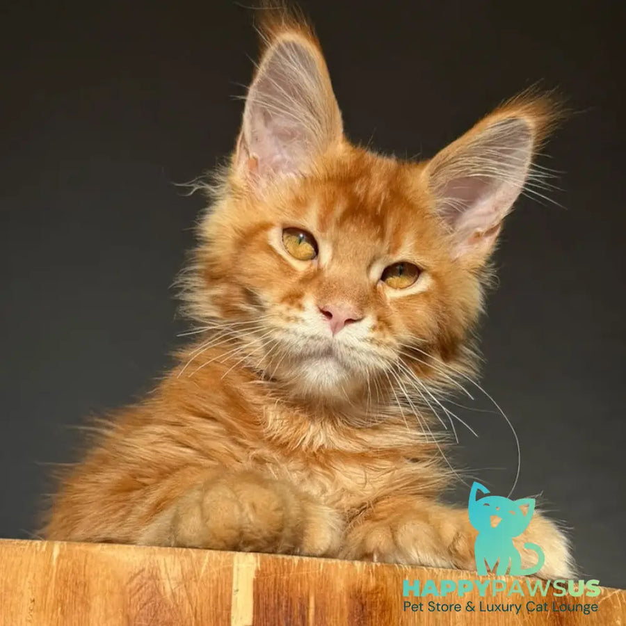 Zum-zum Maine Coon polydactyl 6x6x6x6 male red ticked tabby - live animals