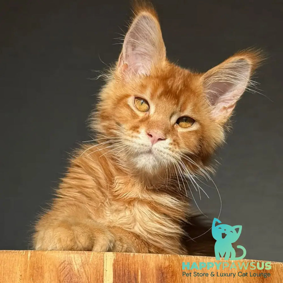 Zum-zum Maine Coon polydactyl 6x6x6x6 male red ticked tabby - live animals