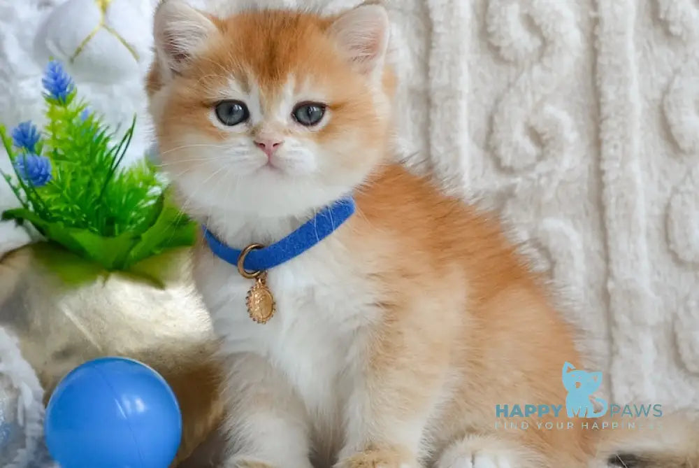 Zumi British Shorthair male black golden chinchilla live animals