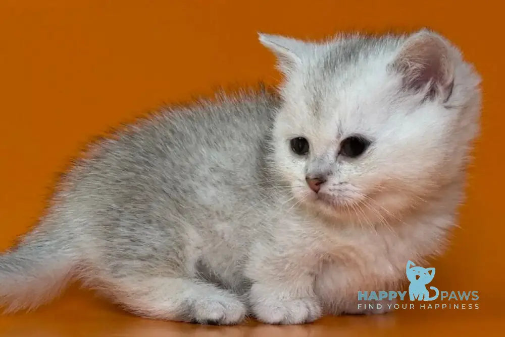Zur Munchkin male black silver shaded - live animals
