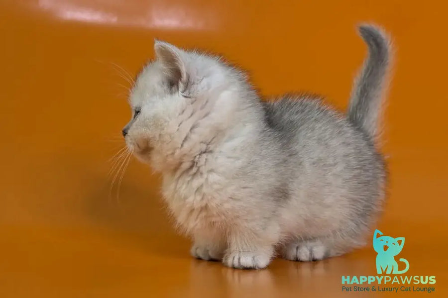 Zur Munchkin male black silver shaded - live animals