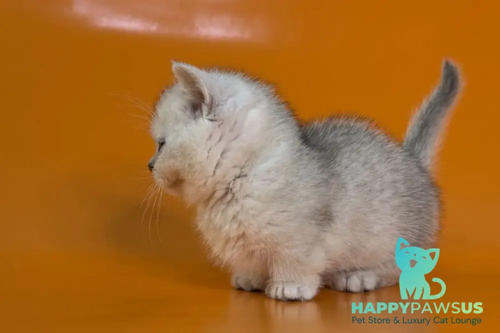 Zur Munchkin male black silver shaded - live animals