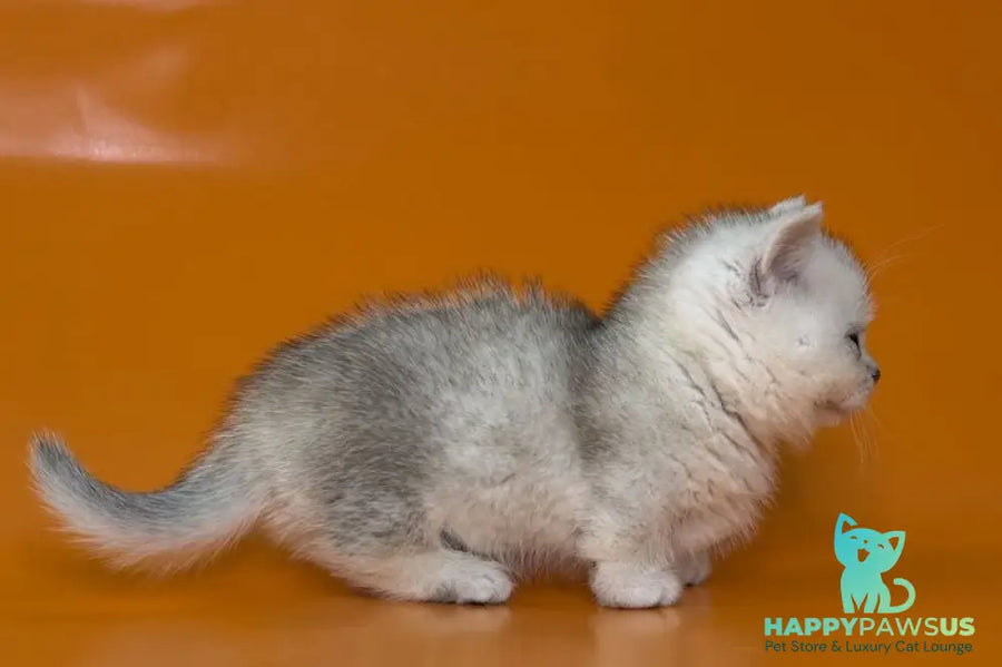 Zur Munchkin male black silver shaded - live animals