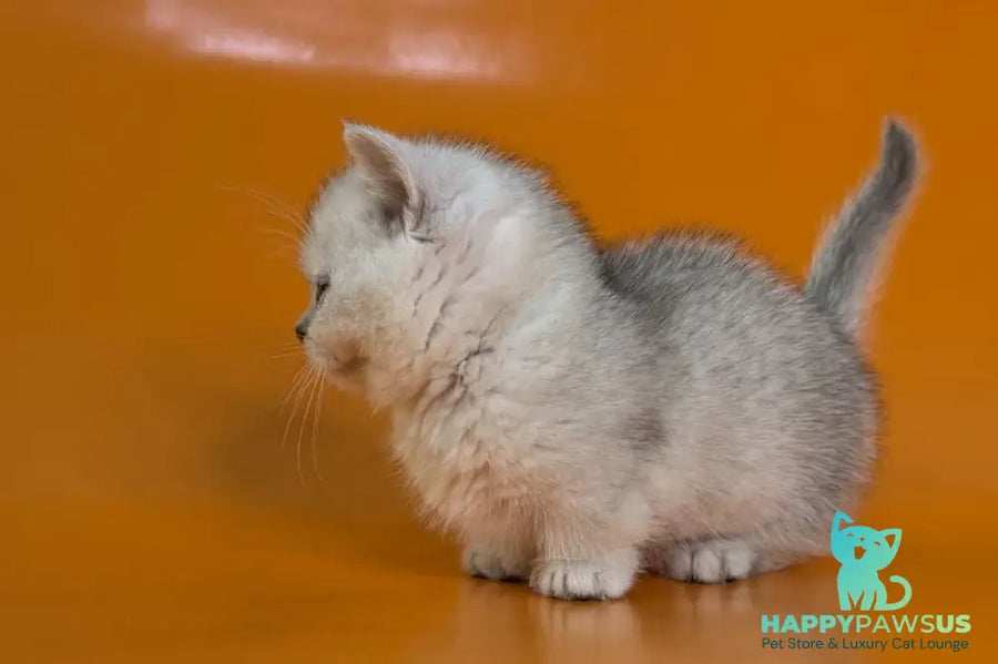 Zur Munchkin male black silver shaded - live animals